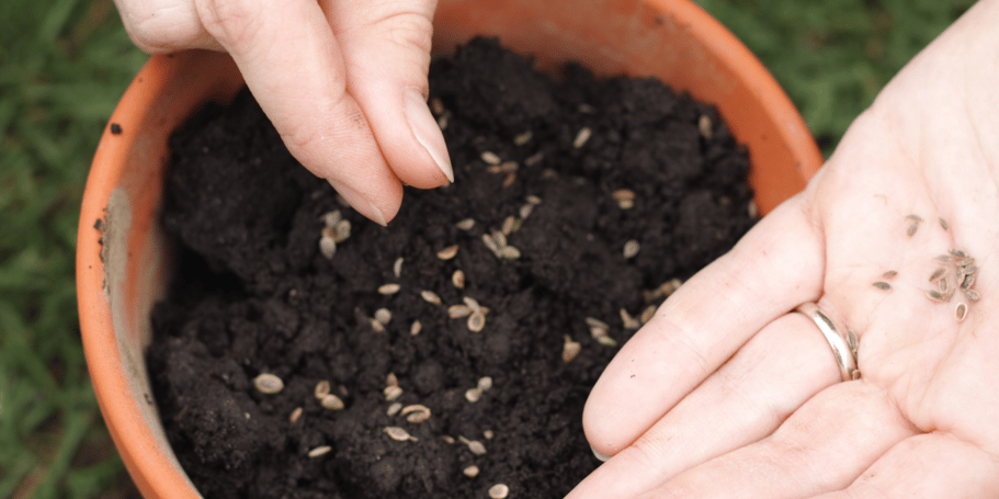 Planting seeds